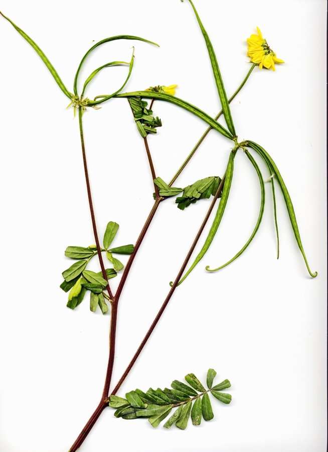 عدس الملک - عدس تلخ